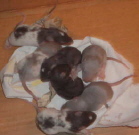 May & Speckles litter